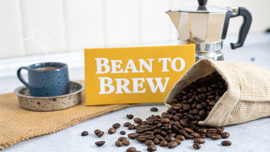 Coffee Types Explained From Bean to Brew