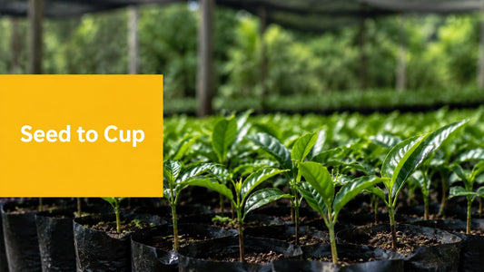 How Coffee Beans Grow: From Seed to Your Cup