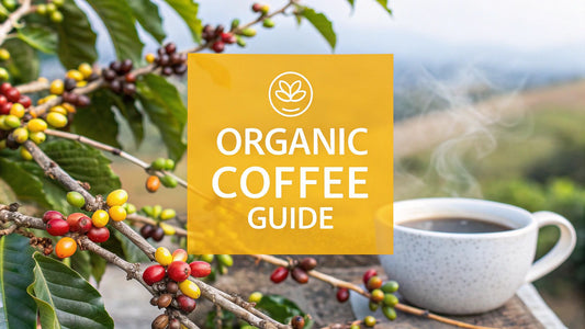 A Guide to Organic Certified Coffee and What It Really Means