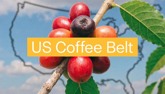 Where Is Coffee Grown in the US? Full 2026 Guide